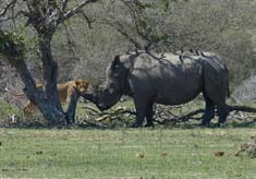 Kruger National Park and Kenwood NEXEDGE Digital Communications